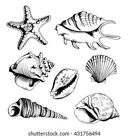 Vector set with hand drawn seashells  and starfish. Isolated on white background. Vector vintage illustration for you design and scrapbooking.