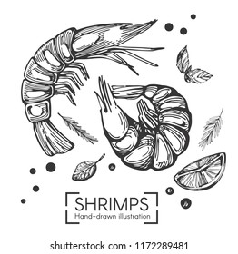 Vector set with hand drawn shrimps on the white background