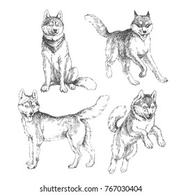 Vector set of hand drawn siberian huskies in different action. Vintage engraved illustration with dogs isolated on white. Cute animals in sketch style