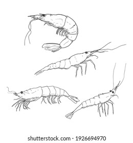 Vector Set of Hand Drawn Sketch Shrimps and Prawns