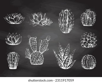 Conjunto vectorial de boceto dibujado a mano de cactus y plantas suculentas. Elementos blancos aislados en una pizarra blanca. Ilustración vintage.  Elementos para el diseño de etiquetas, embalajes y postales. 