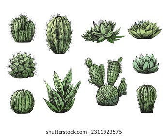 Vector set of hand drawn sketch of green cacti  and succulent plants. Isolated elements for design. Vintage illustration.  Elements for the design of labels, packaging and postcards.