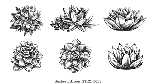 Vector set of hand drawn sketch of green  succulent plants. Isolated elements for design. Vintage illustration.  Elements for the design of labels, packaging and postcards.
