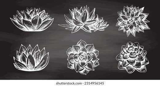 Conjunto vectorial de boceto dibujado a mano de plantas suculentas. Elementos aislados para el diseño. Ilustración vintage.  Elementos para el diseño de etiquetas, embalajes y postales.