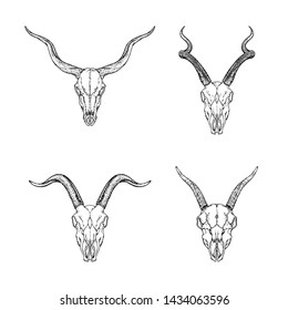 gazelle skull drawing
