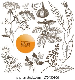 Vector set of hand drawn spices and herbs isolated on white background.