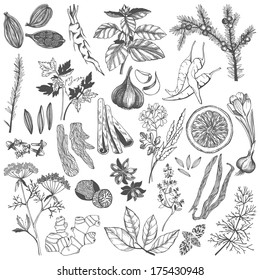 Vector set of hand drawn spices and herb isolated on white background