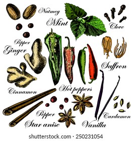 Vector set of hand drawn spices. Illustrations. Vector.