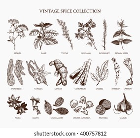 Vector set of hand drawn spices and herb sketch isolated on white background. Vintage ingredients collection for your menu or kitchen design