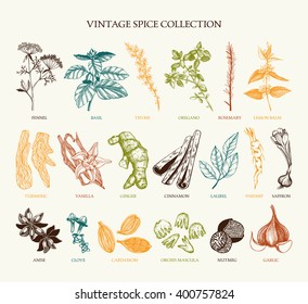 Vector Set Of Hand Drawn Spices And Herb Sketch Isolated On White Background. Vintage Spice Collection For Your Menu Or Kitchen Design