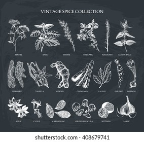 Ensemble d'images vectorielles d'épices dessinées à la main et de croquis d'herbe isolés sur tableau noir. Collection d'ingrédients vintage pour votre menu ou votre cuisine