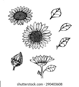 Download Sunflower Black And White Images, Stock Photos & Vectors ...