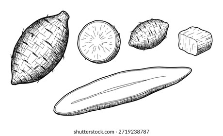 Conjunto de Vector de taro dibujado a mano. Ingrediente de taro fresco para comida deliciosa. Ilustración de taro de cosecha orgánica y vegetariana