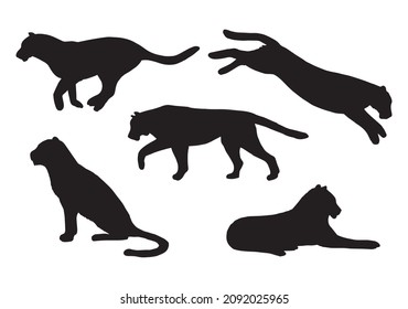 Conjunto de vectores de silueta de tigres dibujados a mano aislados en fondo blanco