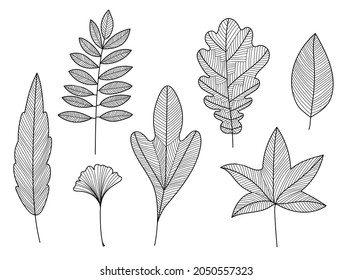 Vector set of hand drawn tree leaves, linear. Outline doodle plant autumn, fall illustration