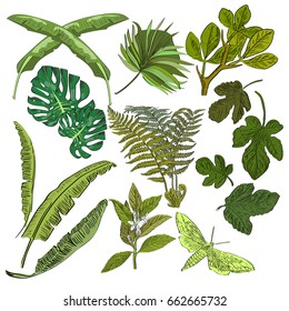 Vector set of hand drawn tropical palm leaves. Exotic collection. An idea for design, invitation, save the date card.