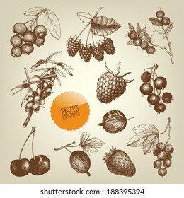 Vector set of hand drawn vintage wild and garden berries.