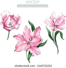 Conjunto vectorial de elementos ilustrativos de acuarela dibujados a mano - flores, tulipanes rosados para clipart, pegatinas, postal, afiche, moda, tendencia, decoración, naturaleza.