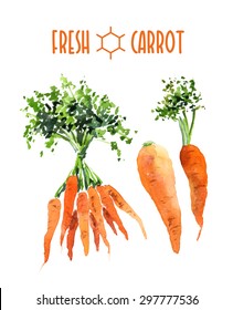 Vector set of hand drawn watercolor carrot leaf, bunch, root elements isolated on white background. Cute illustration is good for magazine or recipe book, poster and card design, menu cover.