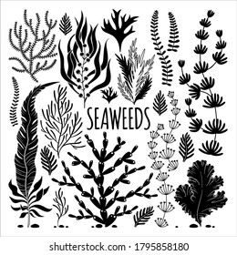 A vector set of hand drawned black-and-white silhouettes of seaweed.