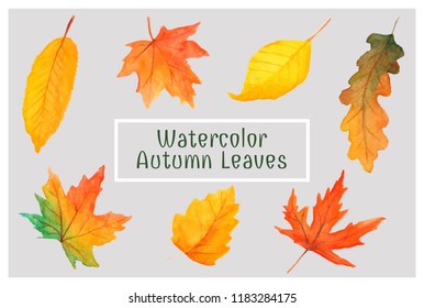 vector set of hand painted in watercolor beautiful red and yellow autumn leaves