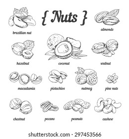 Vector set of hand sketched nuts on white background in vintage style: hazelnut, almonds, peanuts, walnut, cashew, brazilian nut, chestnut, macadamia, pistachios, pine nuts, coconut