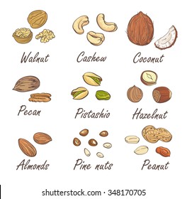 Vector set of hand sketched nuts on white background in hand drawn style: hazelnut, almonds, peanuts, walnut, cashew, pine nut, pistachios, coconut, pecan