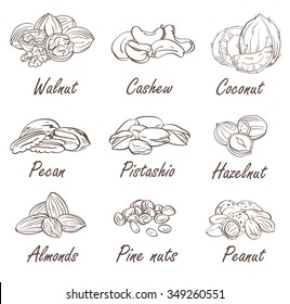 Vector set of hand sketched nuts on white background in hand drawn style: hazelnut, almonds, peanuts, walnut, cashew, pine nut, pistachios, coconut, pecan