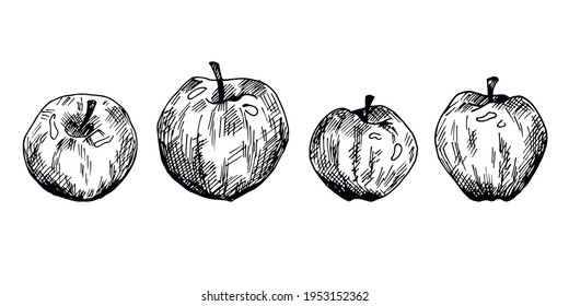 vector set of hand-drawn apples. isolated on a white background. logo, icon, print, sticker, decor, graphic, sketch, hatching, ink