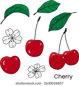 Vector set of hand-drawn cherry fruits, blossoms, and leaves in a colorful cartoon style. Great for food packaging, labels, summer graphics, recipe cards, and children’s designs.