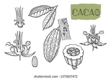 Vector set of hand-drawn cocoa fruit, leaves, cocoa tree branches, flower and beans. Simple sketch, floral realistic set. Organic food. Illustration isolated on white background with text.