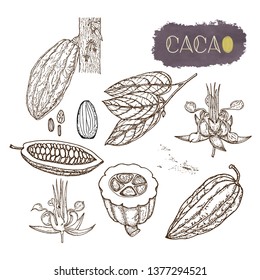 Vector set of hand-drawn cocoa fruit, leaves, cocoa tree branches, flower and beans. Simple sketch, floral realistic set. Organic food. Illustration isolated on white background with text.