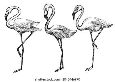 Vector set with hand-drawn flamingo