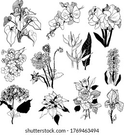 Vector set of hand-drawn flowers. Black and white sketch for ornament's detailes, icons, logos.