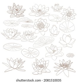Vector set of hand-drawn flowers and lotus leaves. A sketch of a collection of floral botany in graphic golden style Blossomed, buds and leaves. Collection of hand-drawn contour illustrations.