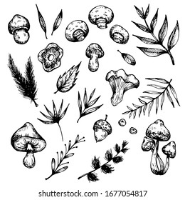 Vector set of hand-drawn forest elements. Isolated on a white background. Mushrooms, twigs, leaves, acorn, berries.