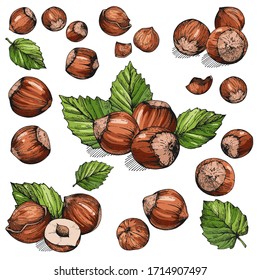 Vector set of hand-drawn hazelnuts. Hazelnut in color. The fruits of walnut shells and leaves. Collection of isolated objects. Sketches of nuts. Illustration for advertising design, menu, packaging