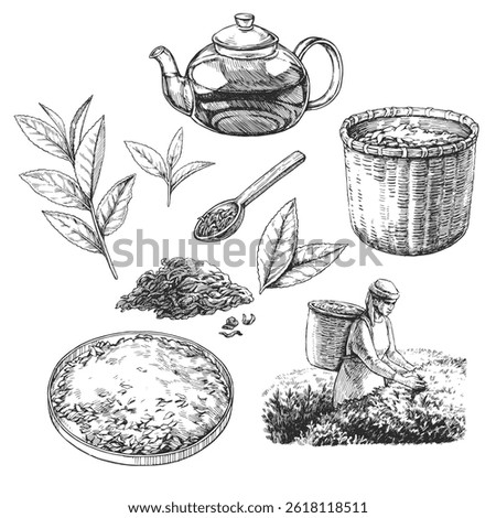 Vector set of hand-drawn illustrations of tea production stages. Black and white collection of sketches of leaves, harvesting process, teapot and dry herbs. 