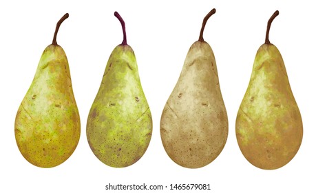 Vector set of hand-drawn juicy, delicious rich soft pears conference, with highlights, with a beautiful brown sprig. Realistic, like paint. Ripe, tasty pears isolated on white. The harvest different