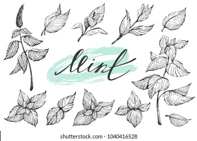 Vector set with hand-drawn mint