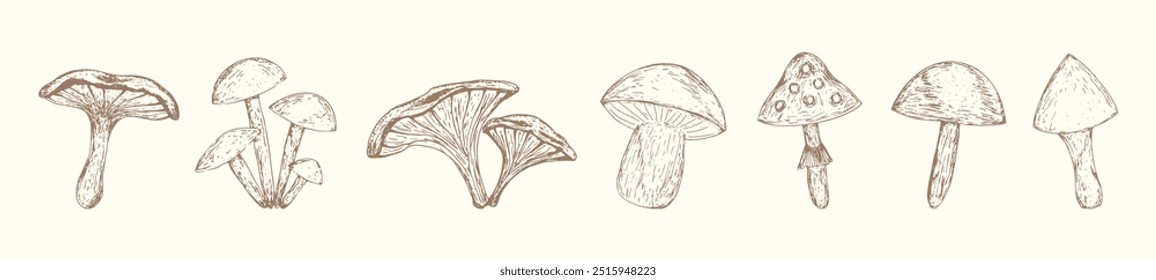 Vector set of hand-drawn mushrooms in sketch style. Doodles botanical bundle