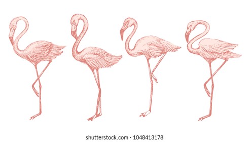 Vector set with hand-drawn pink glamingo