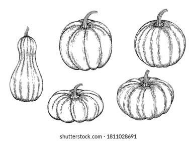 Vector set of a hand-drawn pumpkin black white, coloring. Ink or pen sketch. EPS 10.