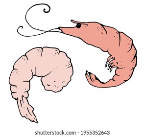 Conjunto vectorial de camarones dibujados a mano en forma de boceto de color rosa de contorno negro hervido y vivo para la plantilla de diseño de menú, señalización, etiquetas, empaque. camarón de alimento para animales de mar