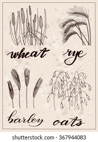 Vector Set of hand-drawn sketches cereal, rye, oats, wheat, barley/set hand drawn elements/set herbal doodle/hand drawn elements Collection/herbal doodle Collection