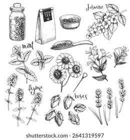 Vector set of hand-drawn vintage illustrations with tea  herbal supplements. Sketch of jasmine, mint, thyme, honeysuckle, chrysanthemum, and lavender.
