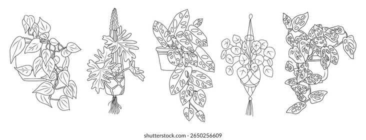 Vector set of hanging and trailing houseplants in pots. Line art sketch style with botanical outline drawings. Minimalist plant decor isolated on white, perfect for home or design themes.
