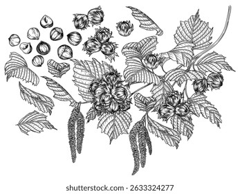 Vector set of hazelnut branch, leaves, nuts in shell and cut, leaves. Collection of superfood nuts from the forest