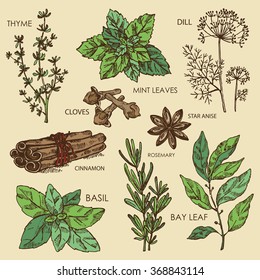 Vector set: Hearb and spices. Bay leaf, basil, thyme, rosemary, mint, dill, cloves, star anice, cinnamon,. hand drawn