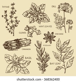 Vector set: Hearbs and spises. Bay leaf, basil, thyme, rosemary, mint, cloves, dill, stas anise, cinnamon. hand drawn